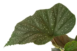 Forellenbegonie - Begonia maculata 'Wings'