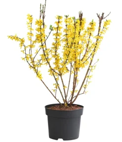 Forsythie 'Minigold'