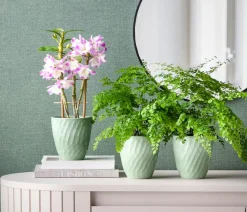 Frauenhaarfarn - Adiantum raddianum