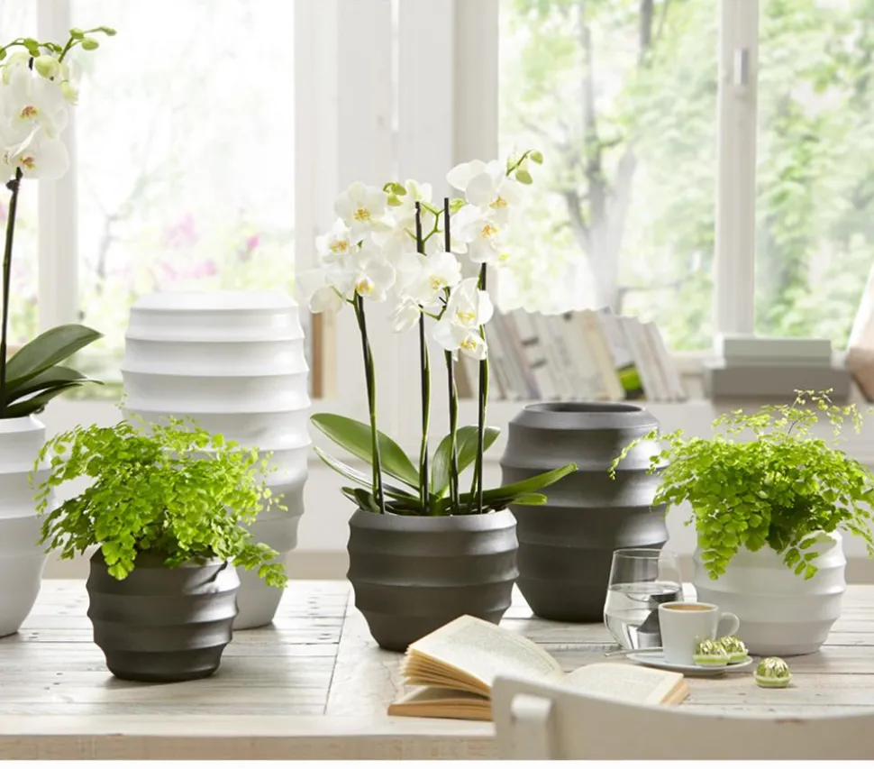 Frauenhaarfarn - Adiantum raddianum