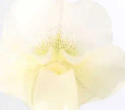 Frauenschuh - Paphiopedilum Complex Culitvar