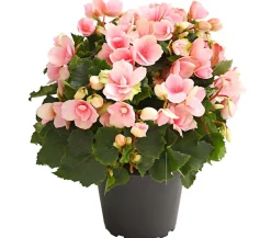 Freiland-Begonie 'Betulia', verschiedene Farben