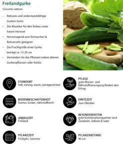 Freilandgurke