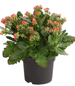 Freiland-Kalanchoe, verschiedene Farben