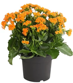 Freiland-Kalanchoe, verschiedene Farben