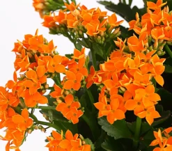 Freiland-Kalanchoe, verschiedene Farben
