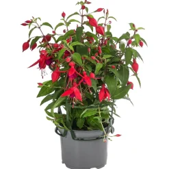 Fuchsie, hängend, verschiedene Sorten