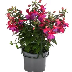 Fuchsie, hängend, verschiedene Sorten