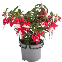Fuchsie, hängend, verschiedene Sorten