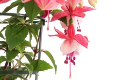 Fuchsie, hängend, verschiedene Sorten