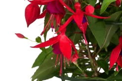 Fuchsie, hängend, verschiedene Sorten