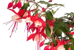 Fuchsie, hängend, verschiedene Sorten