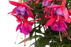 Fuchsie, hängend, verschiedene Sorten