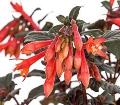 Fuchsie Koralle