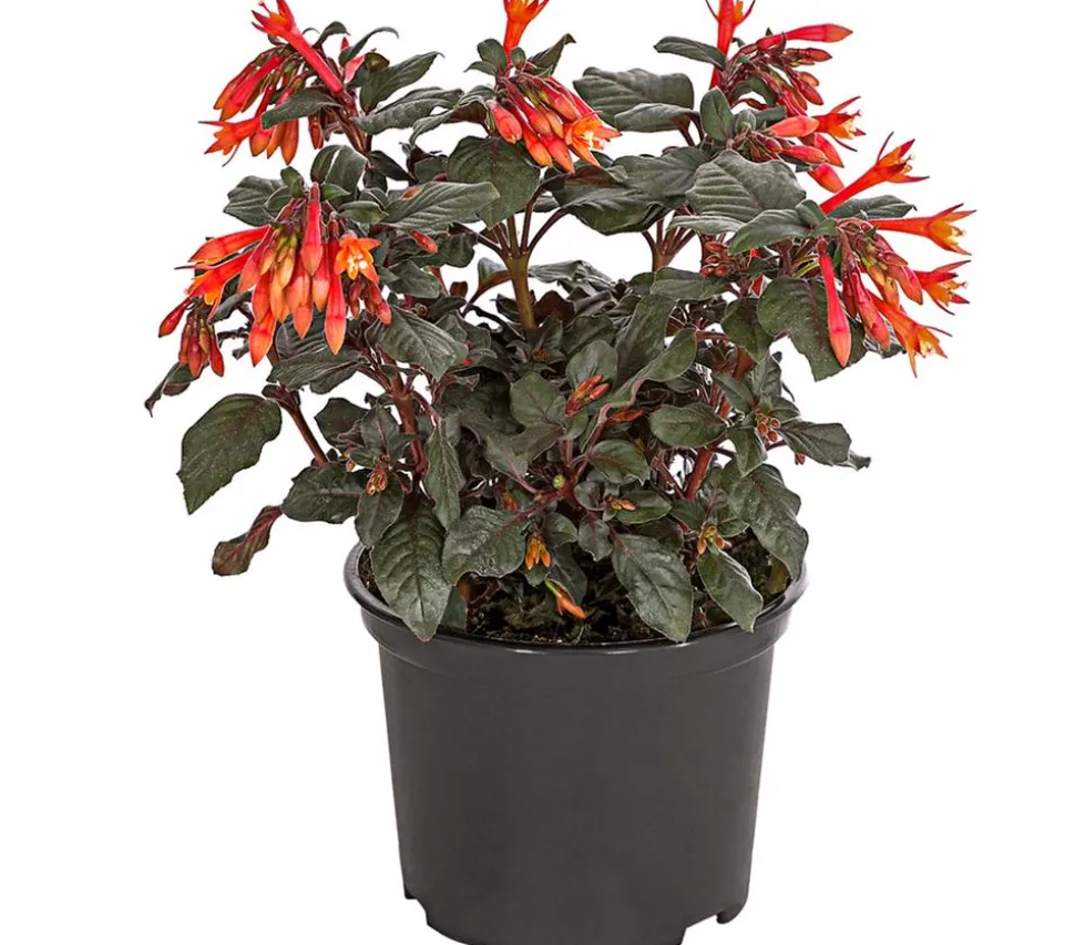 Fuchsie Koralle