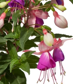 Fuchsie, stehend, verschiedene Sorten