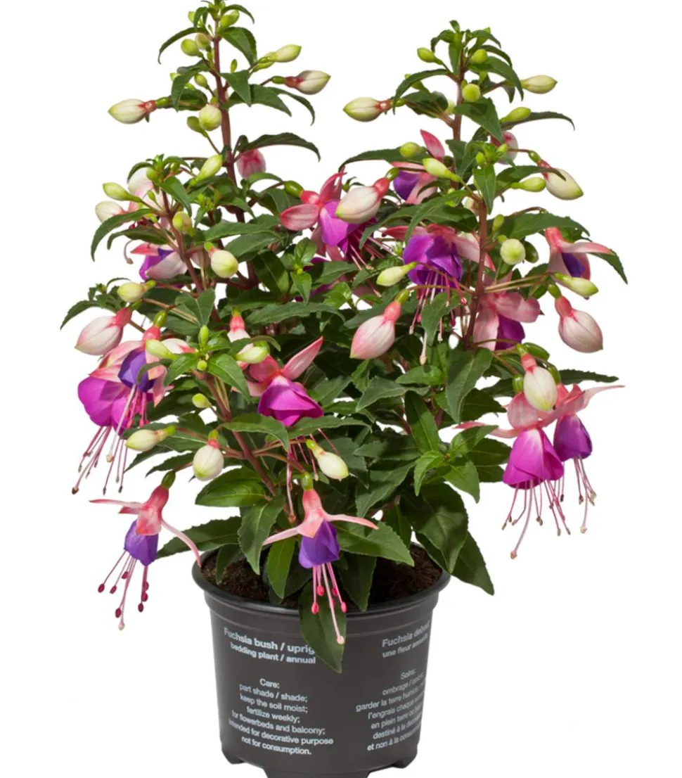 Fuchsie, stehend, verschiedene Sorten