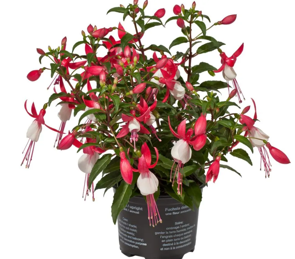 Fuchsie, stehend, verschiedene Sorten