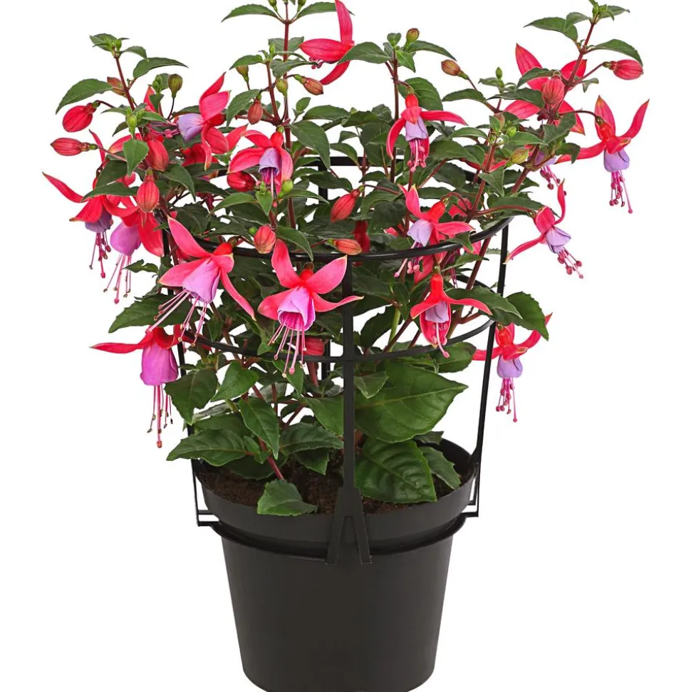 Fuchsie, stehend, verschiedene Sorten