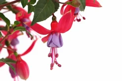 Fuchsie, stehend, verschiedene Sorten