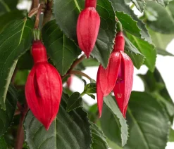 Fuchsie, Stämmchen, verschiedene Sorten