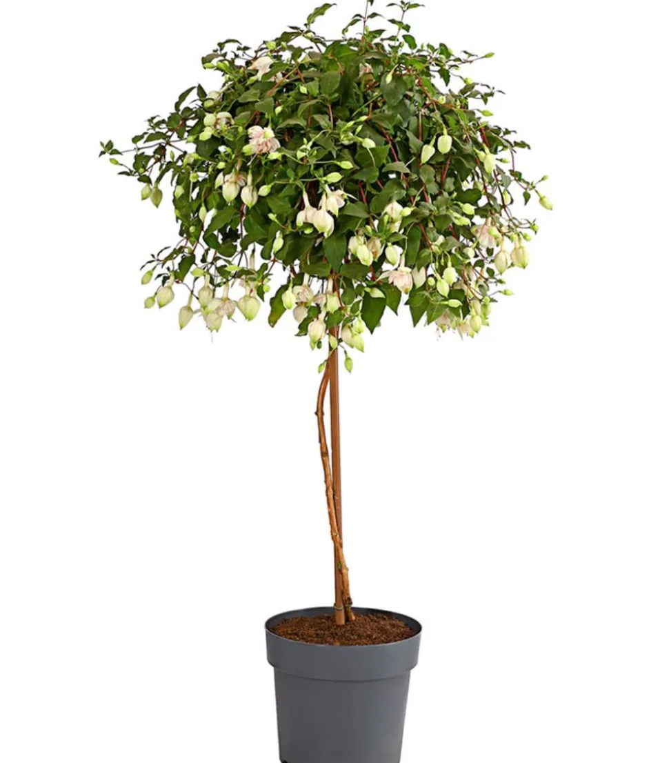 Fuchsie, Stämmchen, verschiedene Sorten