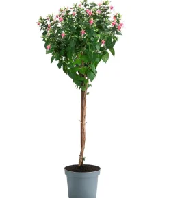 Fuchsie, Stämmchen, verschiedene Sorten