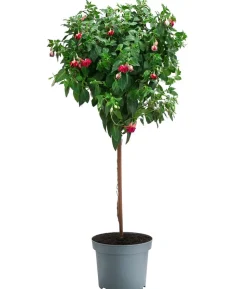 Fuchsie, Stämmchen, verschiedene Sorten