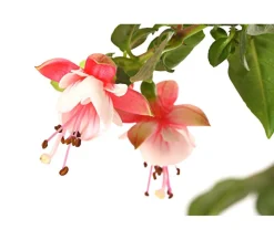 Fuchsie, Stämmchen, verschiedene Sorten