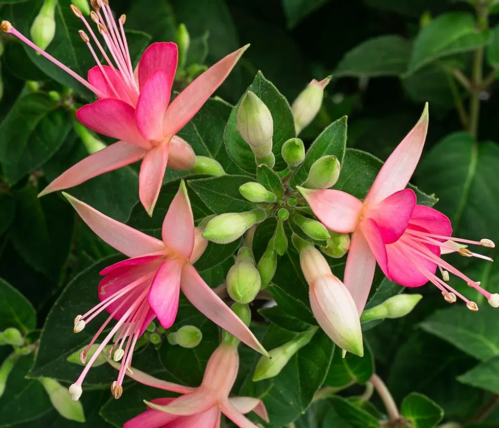 Fuchsie, Stämmchen, verschiedene Sorten