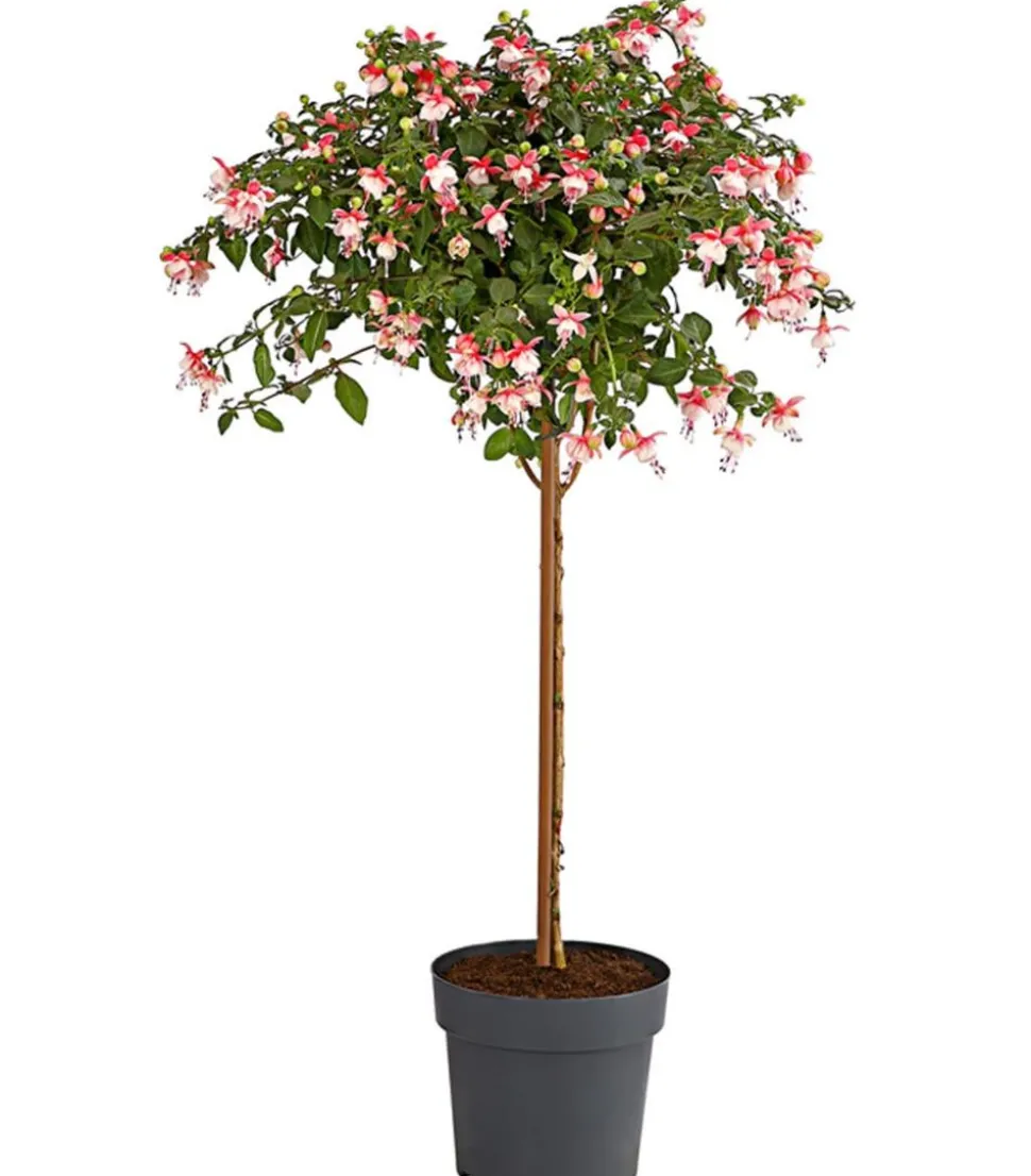 Fuchsie, Stämmchen, verschiedene Sorten