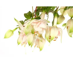 Fuchsie, Stämmchen, verschiedene Sorten