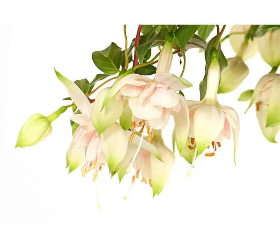 Fuchsie, Stämmchen, verschiedene Sorten