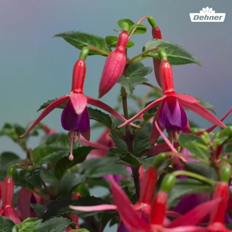 Fuchsie, verschiedene Sorten