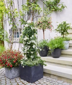 Fuchsie, verschiedene Sorten
