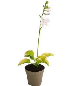 Funkie 'Frozen Margarita'