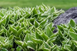 Funkie - Hosta, verschiedene Sorten
