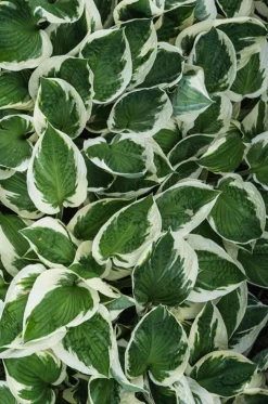 Funkie - Hosta, verschiedene Sorten