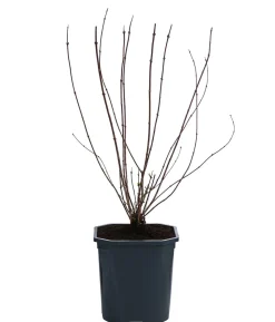 Gartenjasmin 'Lemoinei'