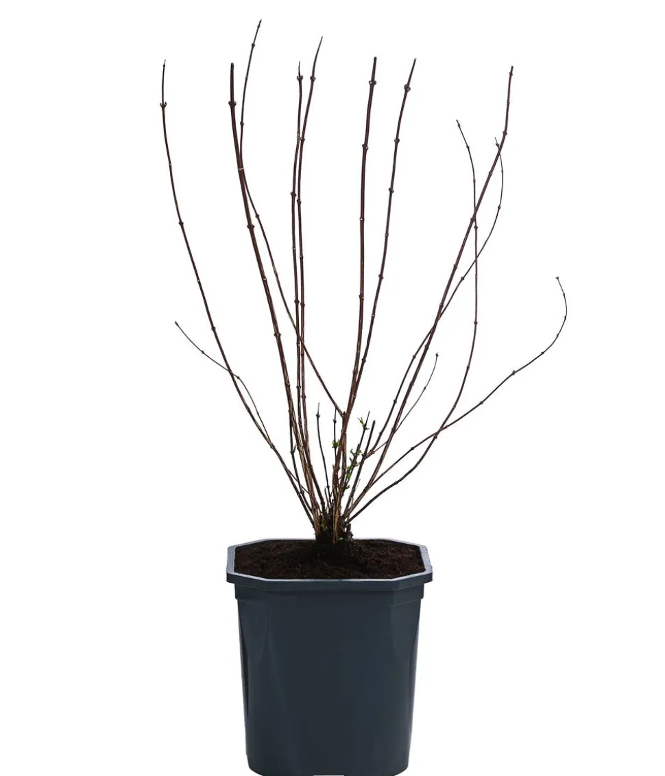 Gartenjasmin 'Lemoinei'