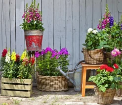 Garten-Löwenmäulchen, verschiedene Farben