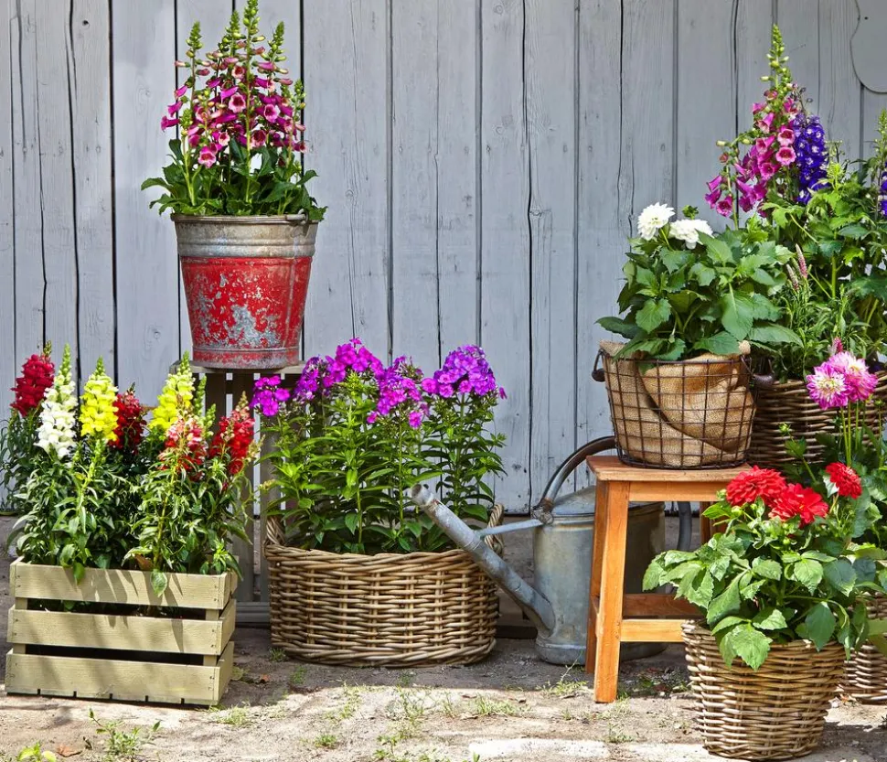 Garten-Löwenmäulchen, verschiedene Farben