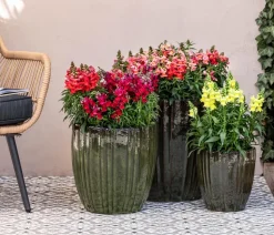 Garten-Löwenmäulchen, verschiedene Farben