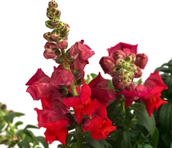 Garten-Löwenmäulchen, verschiedene Farben