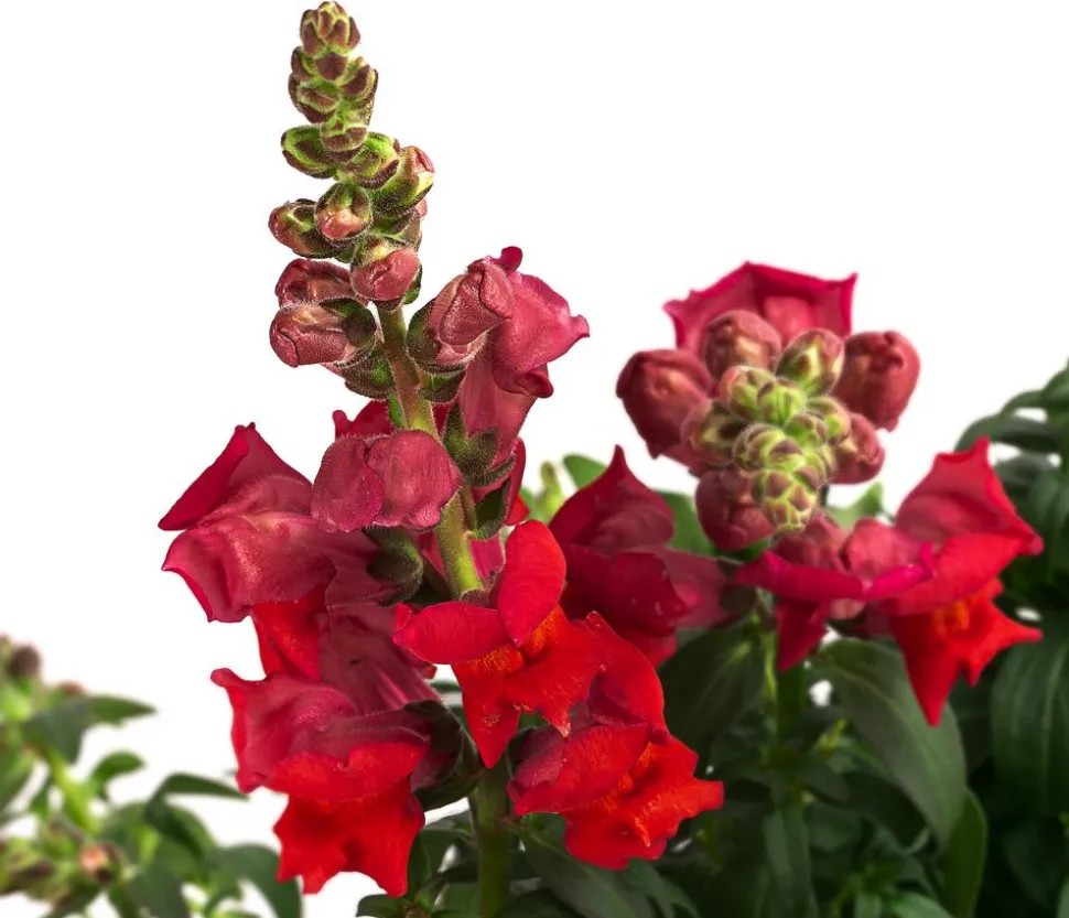 Garten-Löwenmäulchen, verschiedene Farben