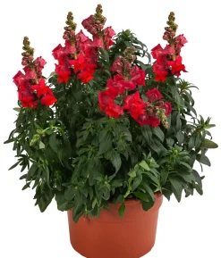 Garten-Löwenmäulchen, verschiedene Farben