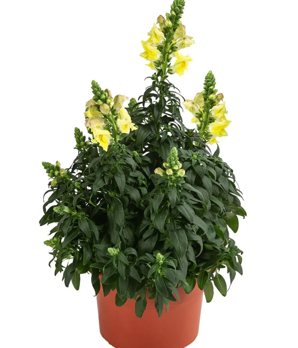 Garten-Löwenmäulchen, verschiedene Farben