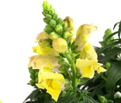 Garten-Löwenmäulchen, verschiedene Farben