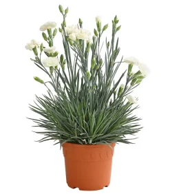 Garten-Nelke 'Devon Cottage', verschiedene Farben