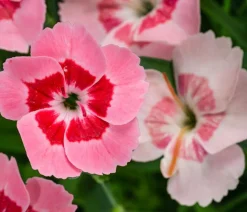 Garten-Nelke 'Peach Party'